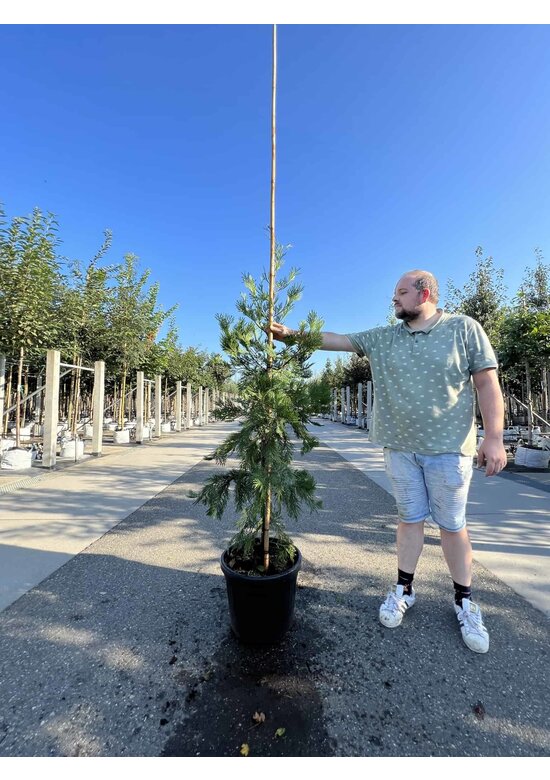 Weihrauch Zeder | Calocedrus deccurens