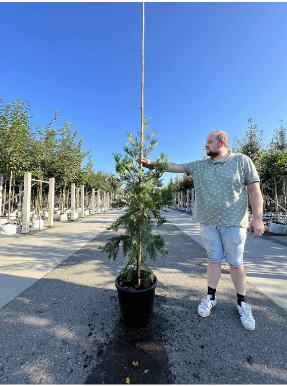 Weihrauch Zeder | Calocedrus deccurens Weihrauch Zeder | Calocedrus deccurens