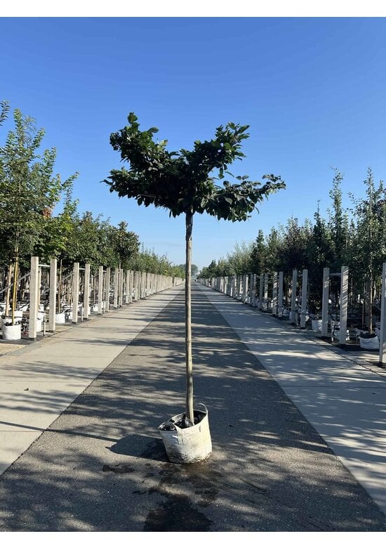 Hainbuche - Dachbaum | Carpinus Betulus