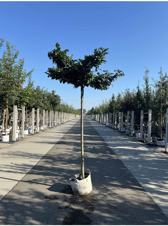 Hainbuche - Dachbaum | Carpinus Betulus Hainbuche - Dachbaum | Carpinus Betulus