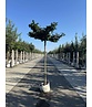 Hainbuche - Dachbaum | Carpinus Betulus Hainbuche - Dachbaum | Carpinus Betulus
