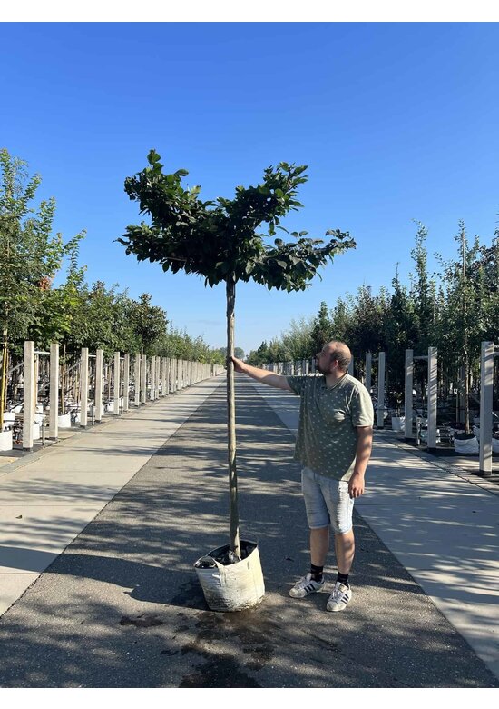 Hainbuche - Dachbaum | Carpinus Betulus