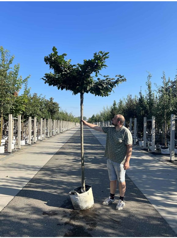Hainbuche - Dachbaum | Carpinus Betulus Hainbuche - Dachbaum | Carpinus Betulus