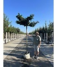 Hainbuche - Dachbaum | Carpinus Betulus Hainbuche - Dachbaum | Carpinus Betulus