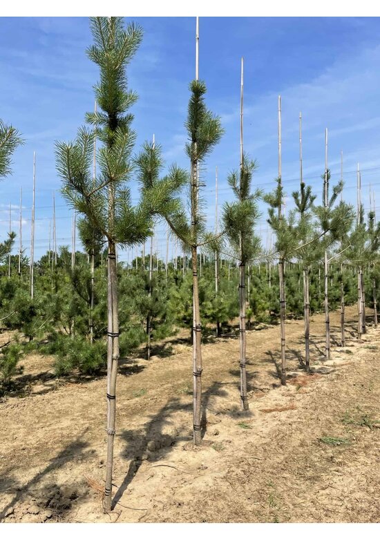 Waldkiefer Hochstamm | Pinus sylvestris
