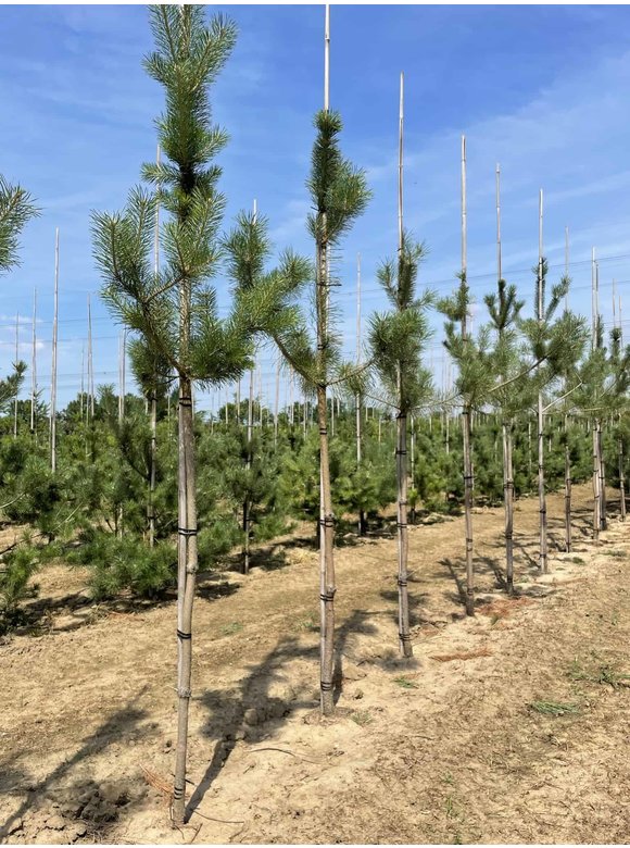 Waldkiefer - Föhre Hochstamm | Pinus sylvestris Waldkiefer - Föhre Hochstamm | Pinus sylvestris