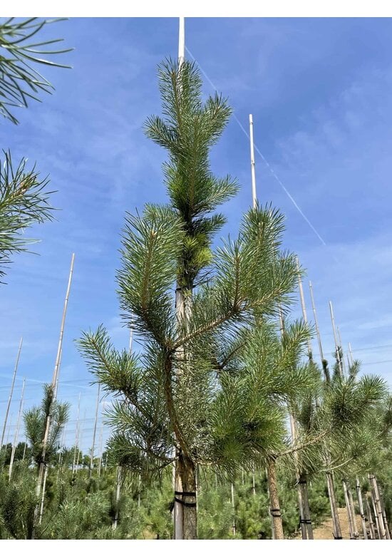 Waldkiefer Hochstamm | Pinus sylvestris