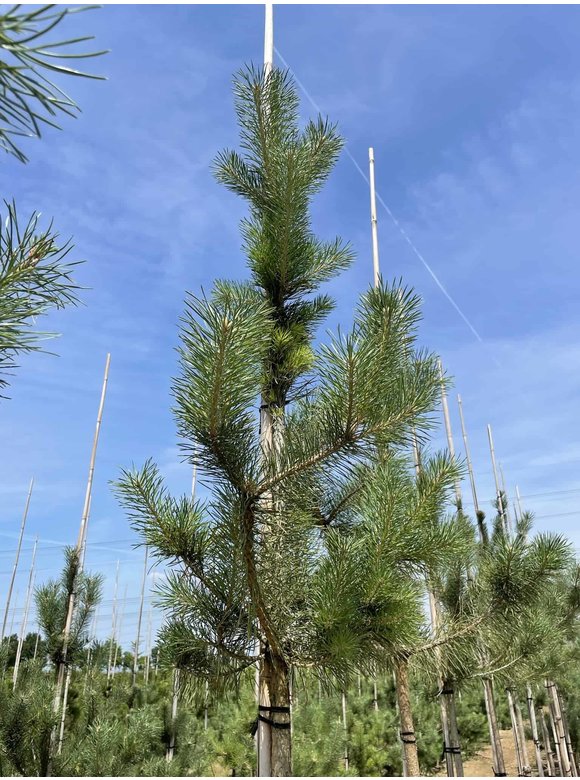 Waldkiefer - Föhre Hochstamm | Pinus sylvestris Waldkiefer - Föhre Hochstamm | Pinus sylvestris
