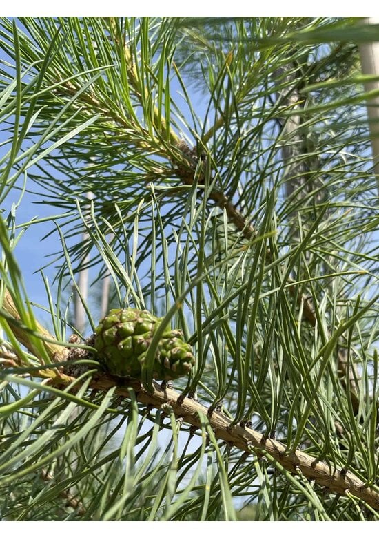 Waldkiefer Hochstamm | Pinus sylvestris