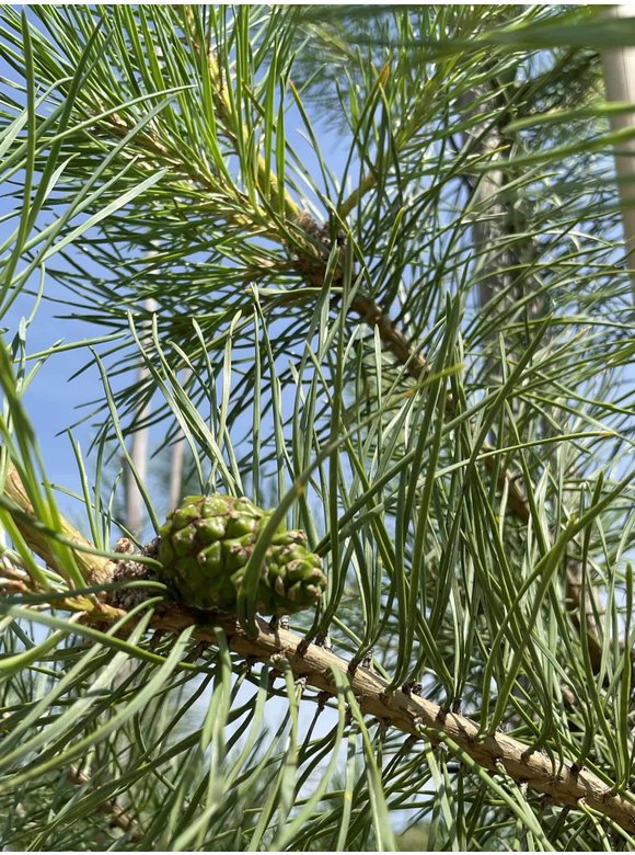 Waldkiefer - Föhre Hochstamm | Pinus sylvestris Waldkiefer - Föhre Hochstamm | Pinus sylvestris