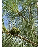 Waldkiefer Hochstamm | Pinus sylvestris