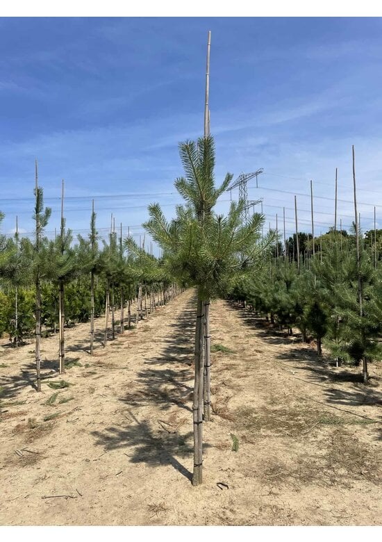 Waldkiefer Hochstamm | Pinus sylvestris