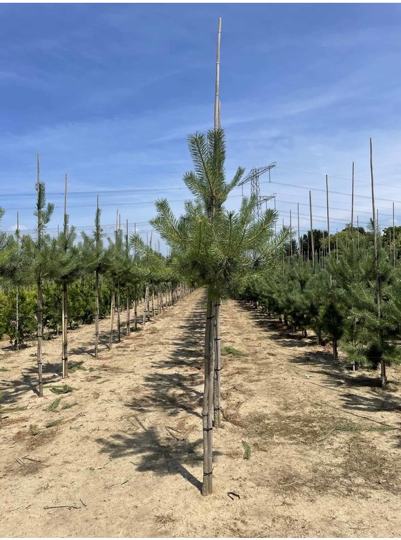 Waldkiefer - Föhre Hochstamm | Pinus sylvestris Waldkiefer - Föhre Hochstamm | Pinus sylvestris