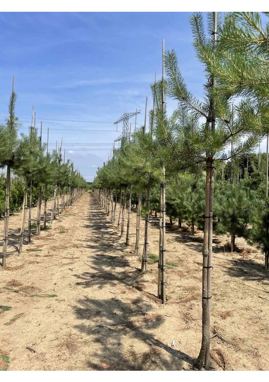 Waldkiefer Hochstamm | Pinus sylvestris