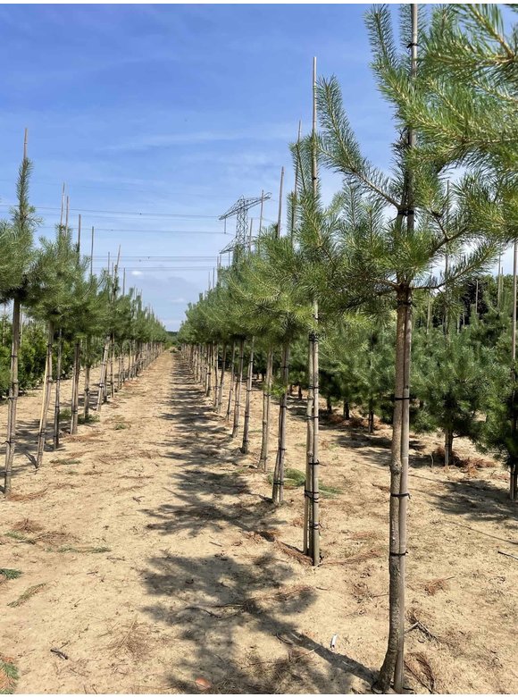 Waldkiefer - Föhre Hochstamm | Pinus sylvestris Waldkiefer - Föhre Hochstamm | Pinus sylvestris
