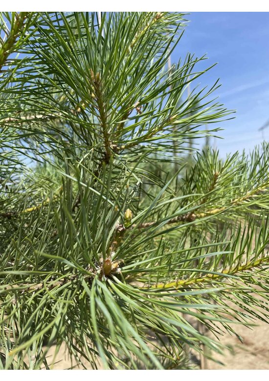 Waldkiefer Hochstamm | Pinus sylvestris