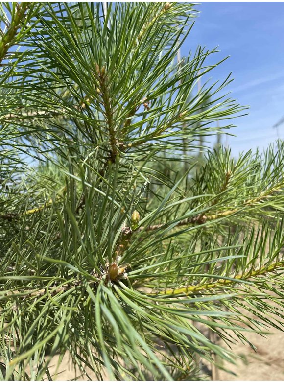 Waldkiefer - Föhre Hochstamm | Pinus sylvestris Waldkiefer - Föhre Hochstamm | Pinus sylvestris