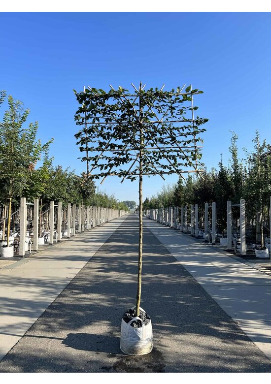 Hainbuche Spalier | Carpinus Betulus