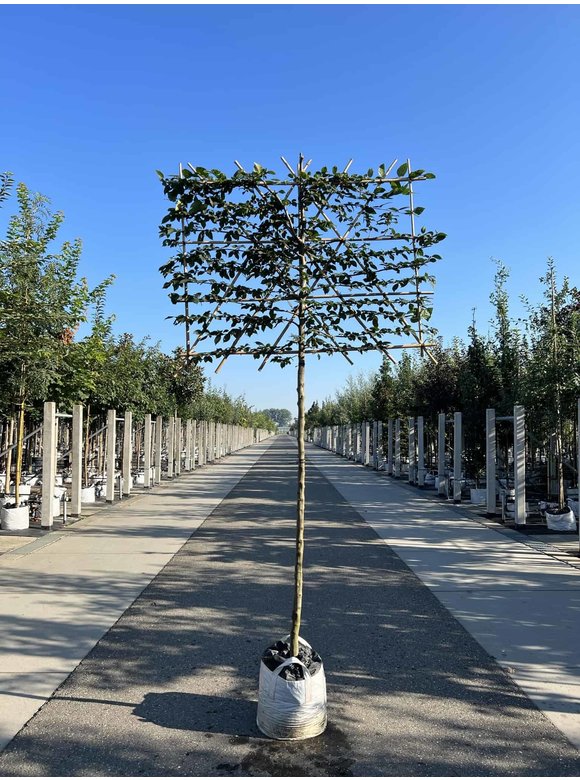 Hainbuche - Spalierbaum | Carpinus Betulus Hainbuche - Spalierbaum | Carpinus Betulus