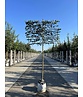Hainbuche Spalier | Carpinus Betulus Hainbuche Spalier | Carpinus Betulus