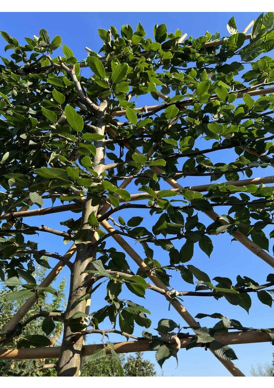 Hainbuche Spalier | Carpinus Betulus