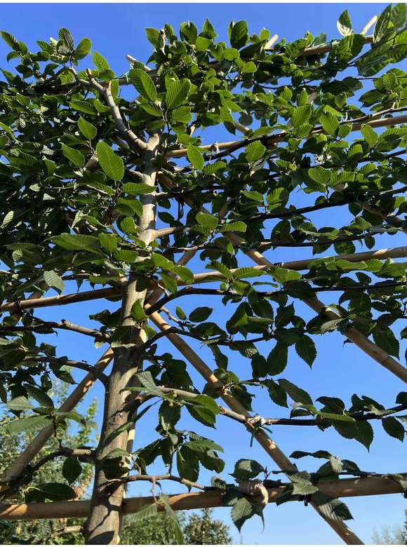 Hainbuche - Spalierbaum | Carpinus Betulus Hainbuche - Spalierbaum | Carpinus Betulus