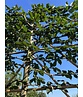 Hainbuche Spalier | Carpinus Betulus Hainbuche Spalier | Carpinus Betulus