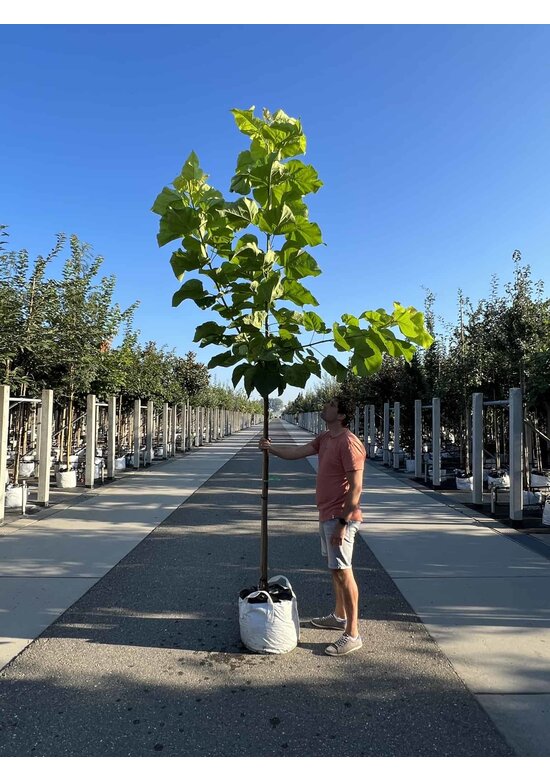 Gelber Trompetenbaum | Catalpa bignonioides 'Aurea'