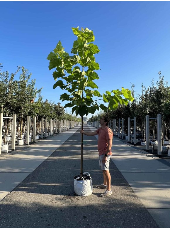 Gelber Trompetenbaum | Catalpa bignonioides 'Aurea' Gelber Trompetenbaum | Catalpa bignonioides 'Aurea'