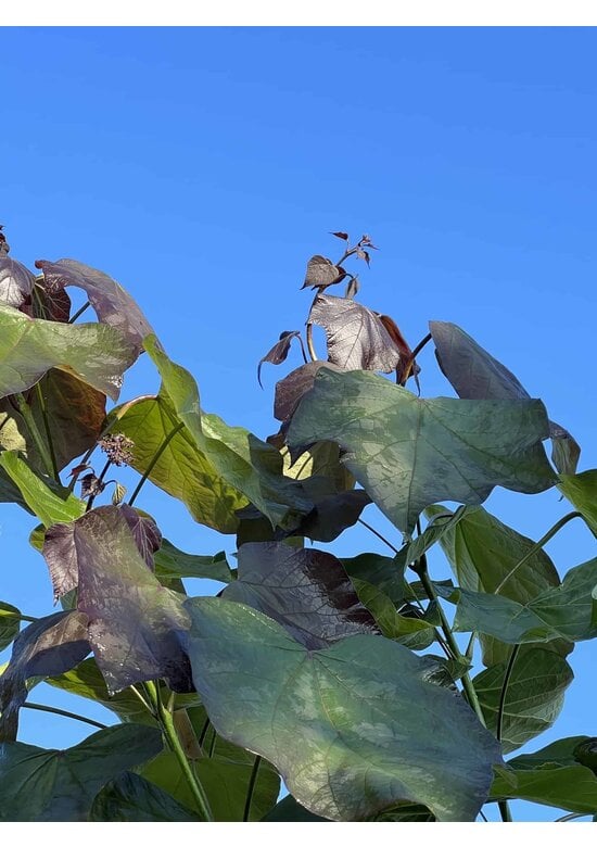 Blut Trompetenbaum | Catalpa erubescens Purpurea