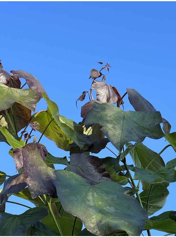 Blut Trompetenbaum | Catalpa erubescens Purpurea Blut Trompetenbaum | Catalpa erubescens Purpurea