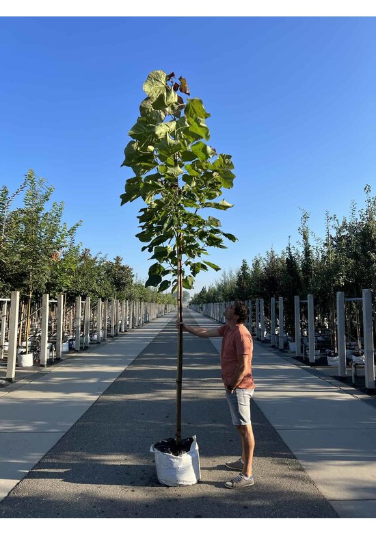Blut Trompetenbaum | Catalpa erubescens Purpurea
