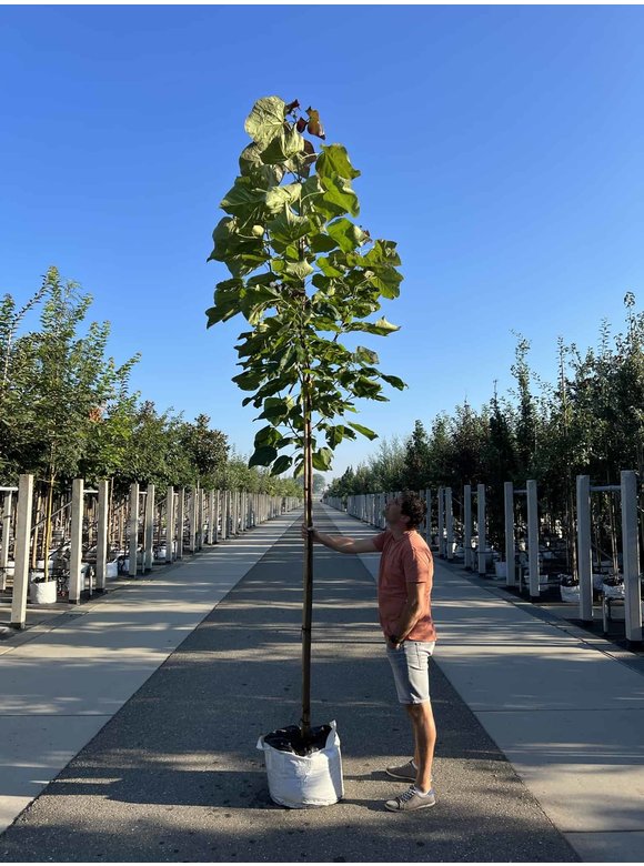 Blut Trompetenbaum | Catalpa erubescens Purpurea Blut Trompetenbaum | Catalpa erubescens Purpurea
