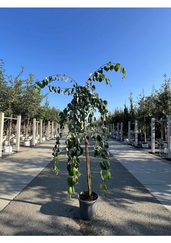 Hängender Katsurabaum 'Pendulum' | Cercidiphyllum japonicum 'Pendulum'