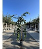 Hängender Katsurabaum 'Pendulum' | Cercidiphyllum japonicum 'Pendulum'