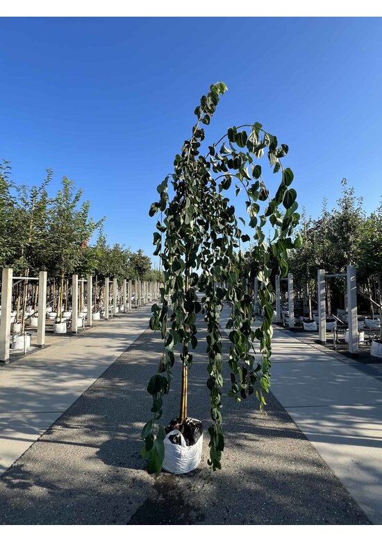 Hängender Katsurabaum 'Pendulum' | Cercidiphyllum japonicum 'Pendulum'