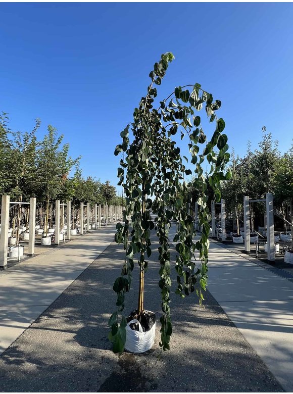 Hängender Katsurabaum 'Pendulum' | Cercidiphyllum japonicum 'Pendulum' Hängender Katsurabaum 'Pendulum' | Cercidiphyllum japonicum 'Pendulum'