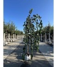 Hängender Katsurabaum 'Pendulum' | Cercidiphyllum japonicum 'Pendulum'