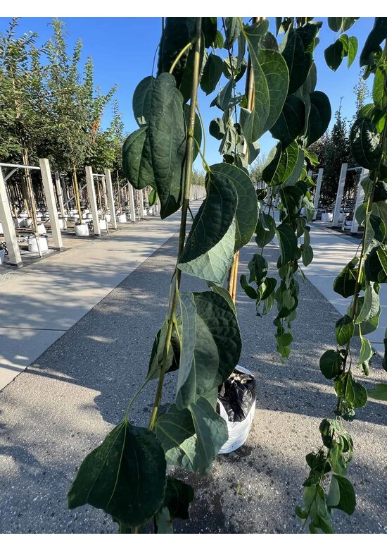 Hängender Katsurabaum 'Pendulum' | Cercidiphyllum japonicum 'Pendulum'