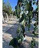Hängender Katsurabaum 'Pendulum' | Cercidiphyllum japonicum 'Pendulum'