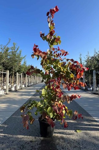 Kanadischer Judasbaum 'Eternal Flame' | Cercis canadensis 'Eternal Flame'