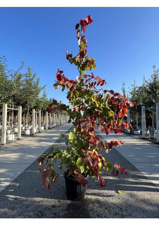 Kanadischer Judasbaum 'Eternal Flame' | Cercis canadensis 'Eternal Flame'