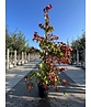 Kanadischer Judasbaum 'Eternal Flame' | Cercis canadensis 'Eternal Flame'