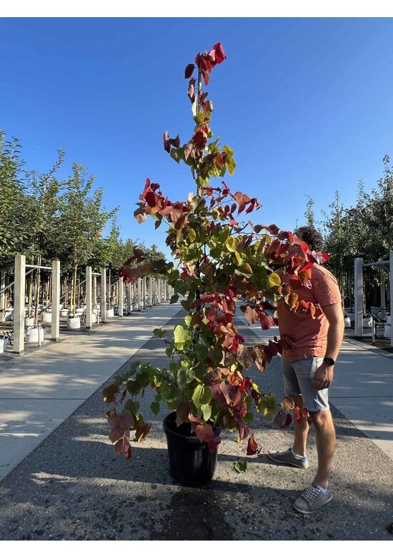Kanadischer Judasbaum 'Eternal Flame' | Cercis canadensis 'Eternal Flame'