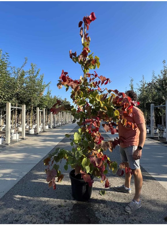 Kanadischer Judasbaum 'Eternal Flame' | Cercis canadensis 'Eternal Flame' Kanadischer Judasbaum 'Eternal Flame' | Cercis canadensis 'Eternal Flame'