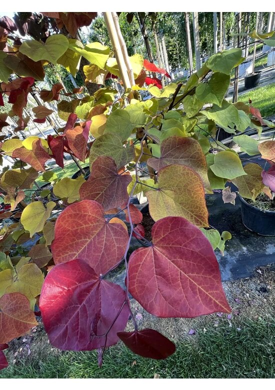 Kanadischer Judasbaum 'Eternal Flame' | Cercis canadensis 'Eternal Flame'