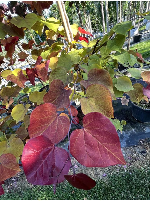 Kanadischer Judasbaum 'Eternal Flame' | Cercis canadensis 'Eternal Flame' Kanadischer Judasbaum 'Eternal Flame' | Cercis canadensis 'Eternal Flame'