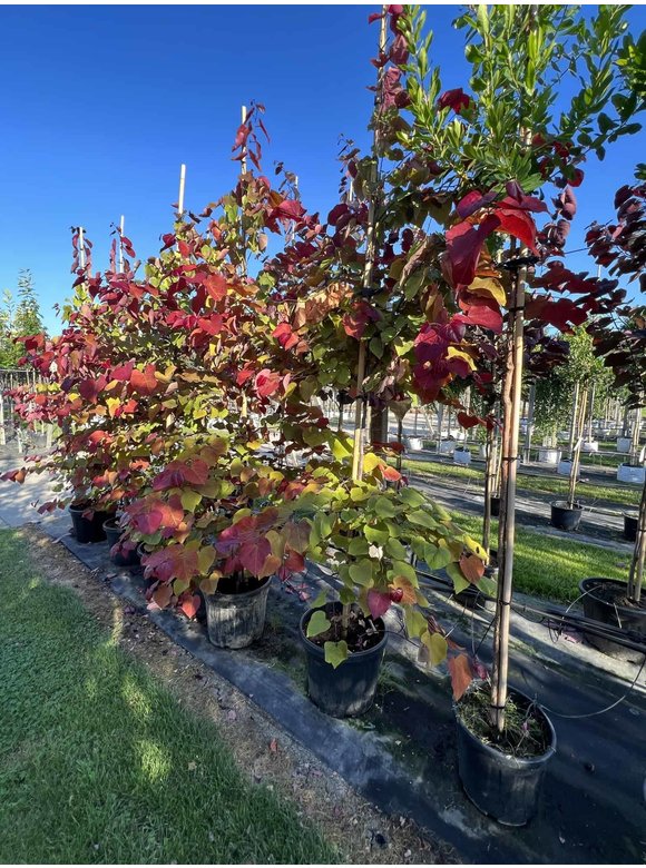 Kanadischer Judasbaum 'Eternal Flame' | Cercis canadensis 'Eternal Flame' Kanadischer Judasbaum 'Eternal Flame' | Cercis canadensis 'Eternal Flame'