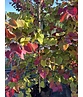 Kanadischer Judasbaum 'Eternal Flame' | Cercis canadensis 'Eternal Flame'