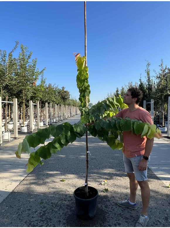 Kanadischer Judasbaum 'Rising Sun' | Cercis canadensis 'Rising Sun' Kanadischer Judasbaum 'Rising Sun' | Cercis canadensis 'Rising Sun'